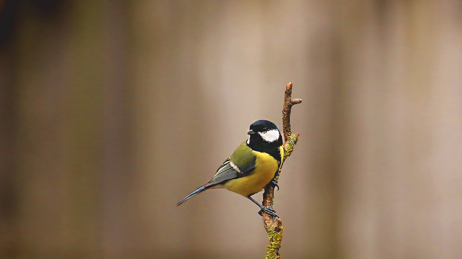 Great Tit